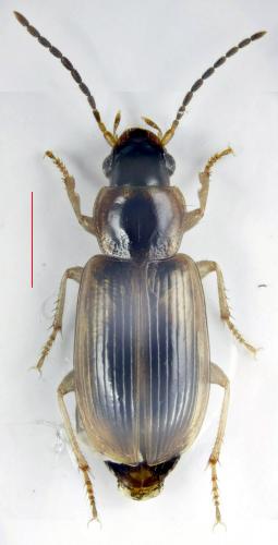 Acupalpus notatus